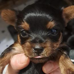 Yorkshire Terriers from Lynn's Yorkshire Terriers
