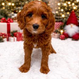 Eddie Johnson - Red  male Goldendoodle puppy in Springfield, Ohio from Dawson's Royal Companions