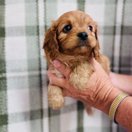 Velvet - Red female Cavapoo puppy in Statesville, North Carolina from Circle T Ranch K9s