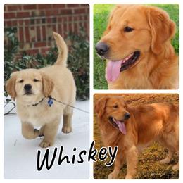 Golden Retriever Puppies from Golden Bunns Retrievers