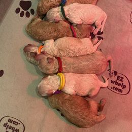 Goldendoodle Puppies from itsagoldendoodlething.com