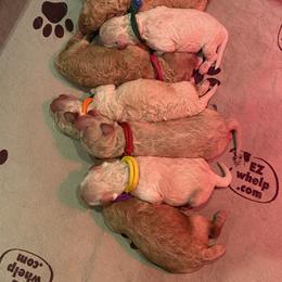 Goldendoodle Puppies from itsagoldendoodlething.com