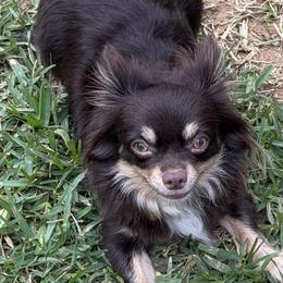 Chihuahuas from Linda's Chihuahuas