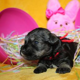 Female 1 - red collar - Salt and pepper female Miniature Schnauzer puppy in La Fayette, Georgia from Daniels Mini Schnauzers