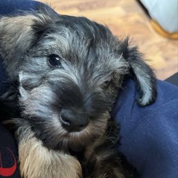 Chase - Black and silver male Miniature Schnauzer puppy in Akeley, Minnesota from Great Northern Schnauzers