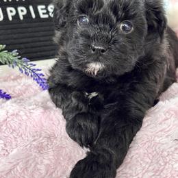 Girl 1 - female Shihpoo puppy in Charleston, West Virginia from Mountain State Puppies