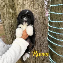 Raven - Black and white female Bernedoodle puppy in Mount Vernon, Missouri from PoodlelyDoodlely
