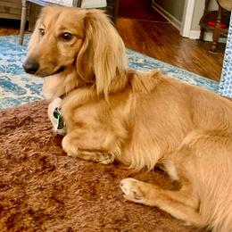 Kili - Dachshund