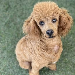 Aussiedoodles and Poodles from BoujeeDoodles