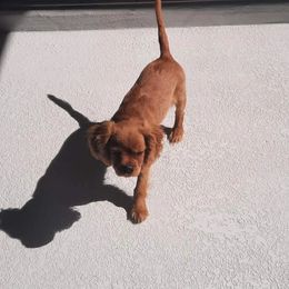 Cavalier King Charles Spaniel Puppies from StoryBook Cavaliers