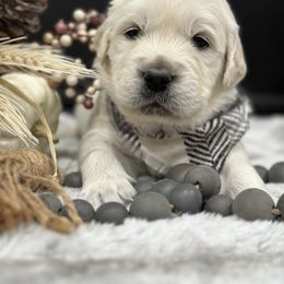 Golden Retriever Puppies from Arden Hill Goldens
