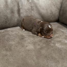 Hennessy - Fall Sale - Red tri female Miniature Australian Shepherd puppy in Oronogo, Missouri from Dutton's Show Me Farms