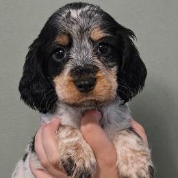 Squirrel - Tri-Roan female English Springer Spaniel puppy in Fort White, Florida from Thunderbird Springers