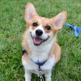 Pembroke Welsh Corgis from Trestle Creek Corgis