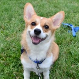 Pembroke Welsh Corgis from Trestle Creek Corgis
