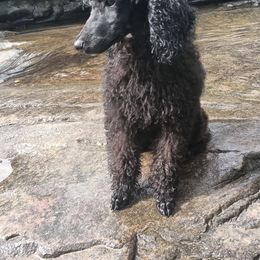 Poodle Puppies from White Willow Poodles