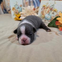 Anakin - Blue male Boston Terrier puppy in Kingsport, Tennessee from Irish Heart Bostons