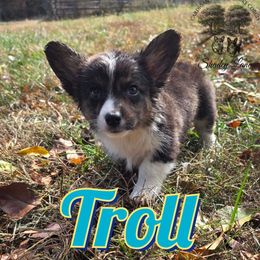 Troll - Black and white male Cardigan Welsh Corgi puppy in Bland, Missouri from Shadey Lane Corgis