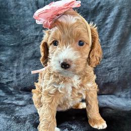 Grace - Golden female Cockapoo puppy in Adrian, Oregon from ApplebyFarm