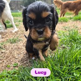 Lucy - Black and tan female Cavalier King Charles Spaniel puppy in Shirley, Massachusetts from StoryBook Cavaliers LLC