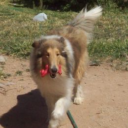 Golden Boy - Collie