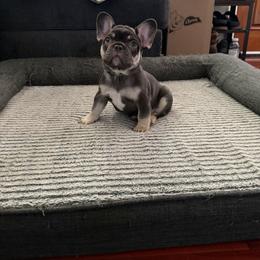 French Bulldog Puppies from Royal velvet frenchies