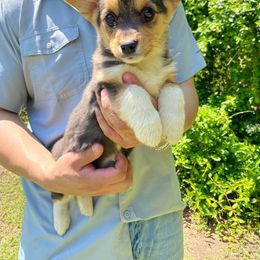 American Corgi and Pembroke Welsh Corgi Puppies from Grassy Lake Corgis