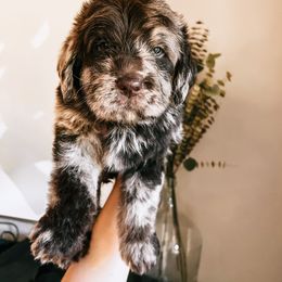 Labradoodle, Poodle, and Sheepadoodle Puppies from E-I Farms