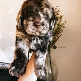Labradoodle, Poodle, and Sheepadoodle Puppies from E-I Farms
