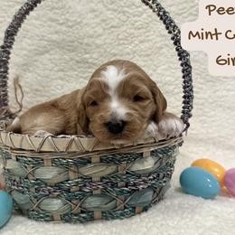 Peeps - Red  female Goldendoodle puppy in Taylorsville, North Carolina from Doggone Dixie Doodles