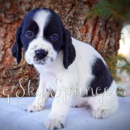 Girl 1 - Black and white female English Springer Spaniel puppy in Great Falls, Montana from Big Sky Springers
