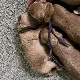 Brown collar - Apricot male Labradoodle puppy in Mechanicville, New York from Deuce's Doodles