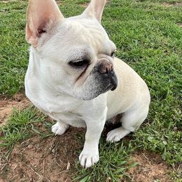 DAISY - French Bulldog