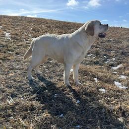 Sadie - Labrador Retriever