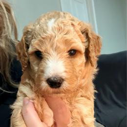 Purple Collar - Apricot female Goldendoodle puppy in Ottawa, Kansas from Kansas Country Doodles