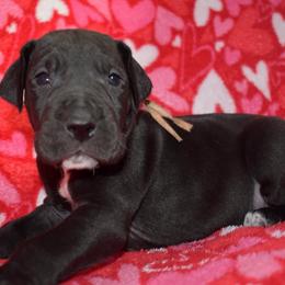 Four Roses - Black and white female Great Dane puppy in Chapmansboro, Tennessee from Balthrop Bend Farms