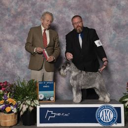 Saiorse - Standard Schnauzer