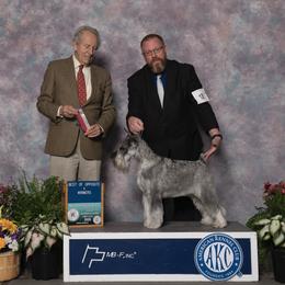 Saiorse - Standard Schnauzer