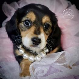 Dachshund Puppies from Bald Mountain Dachshunds