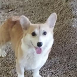 Willow - Pembroke Welsh Corgi