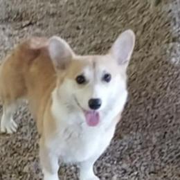 Willow - Pembroke Welsh Corgi