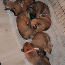 Belgian Malinois Puppies from Pyrex Kennels