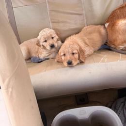 Golden Retriever puppies from 3 Gun Retrievers