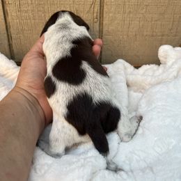 Chocolate and tan piebald female shorthair - Chocolate and tan female Dachshund puppy in Manteca, California from Sweet and Low Dachshunds