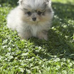 Pearl - Blue merle female Pomeranian puppy in El Sobrante, California from Little Lovers Kennels, LLC