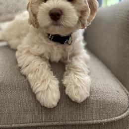 Australian Labradoodle Puppies from Fancy Pants Labradoodles