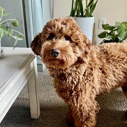 LULU - Goldendoodle