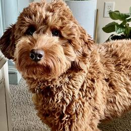 LULU - Goldendoodle