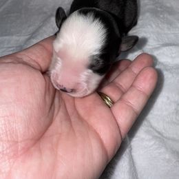 Sally - Black tri female Miniature Australian Shepherd puppy in Angleton, Texas from 4LH Australian shepherds