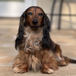 Veil - Dachshund